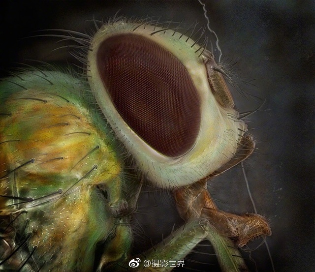 胖骚逼操逼
