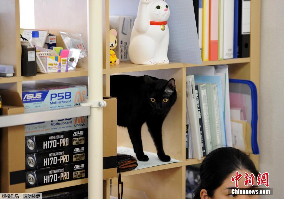 日本乱伦家庭