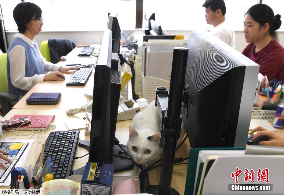黄色免费看五分钟