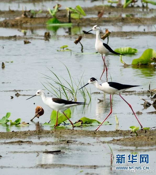 李麗珍三級片