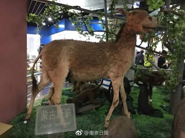 熟妇偷拍视频网