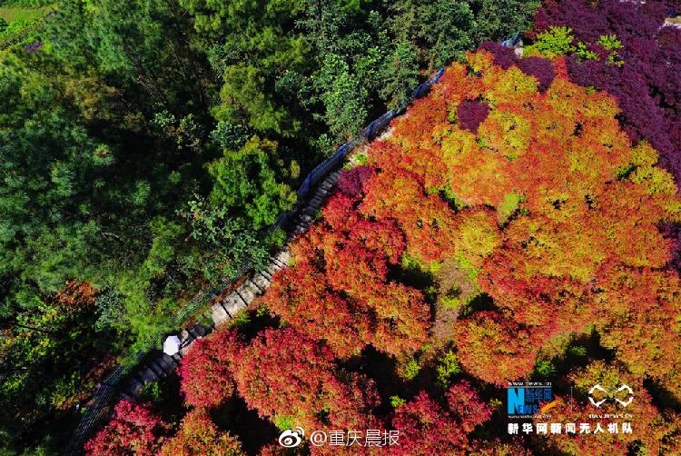 黄片小说