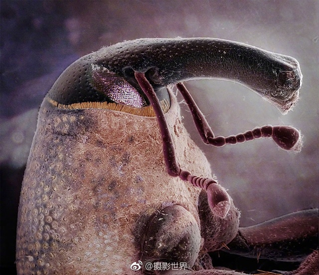 舔屄