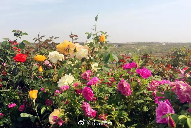 黑人轮奸在线
