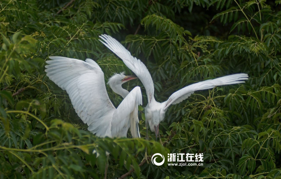 老少配黄色片