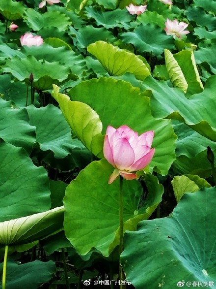 免费看A片秘 免费麻豆
