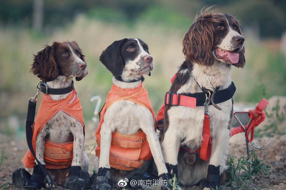 黄色网站App观看