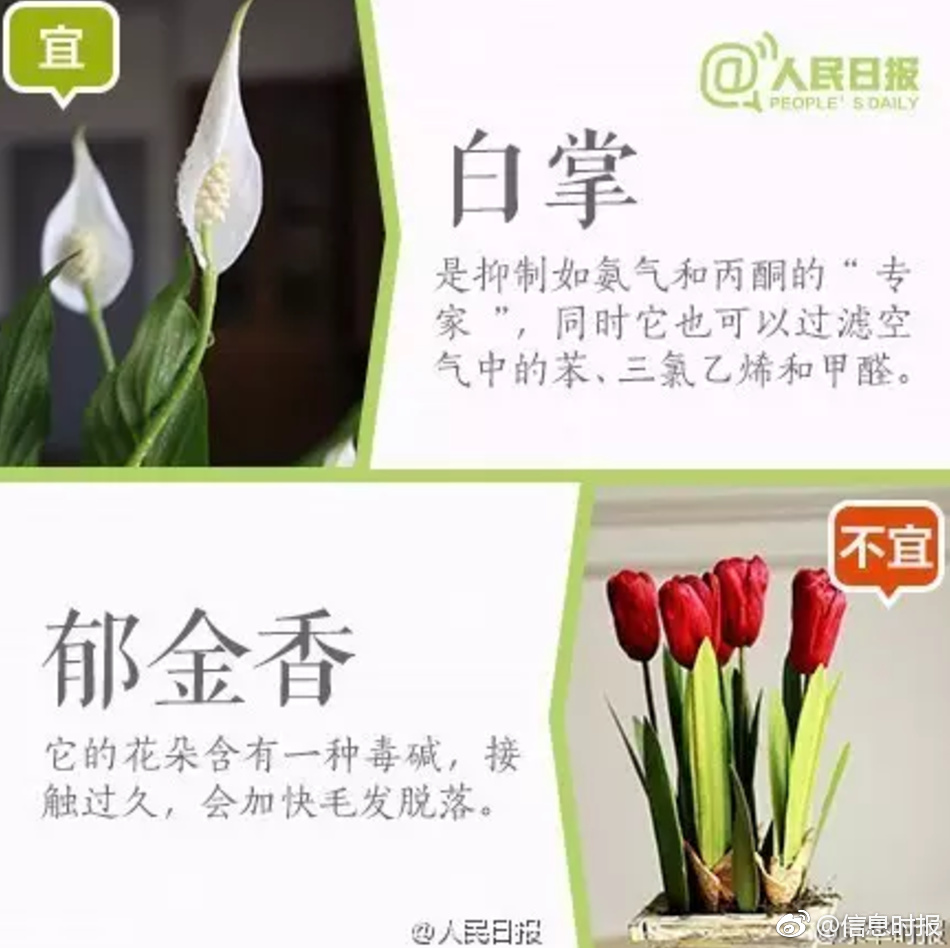 苹果直播