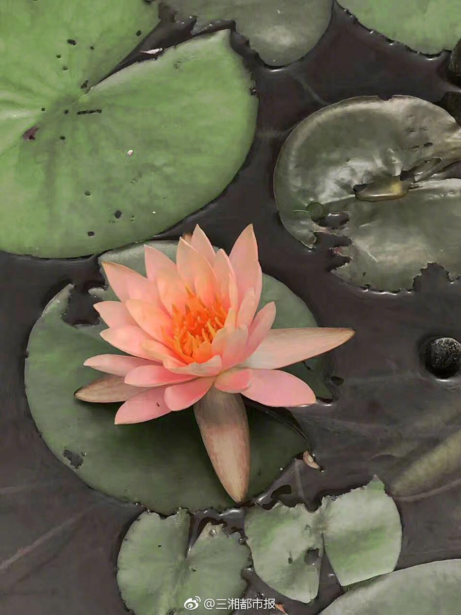 黒沢愛