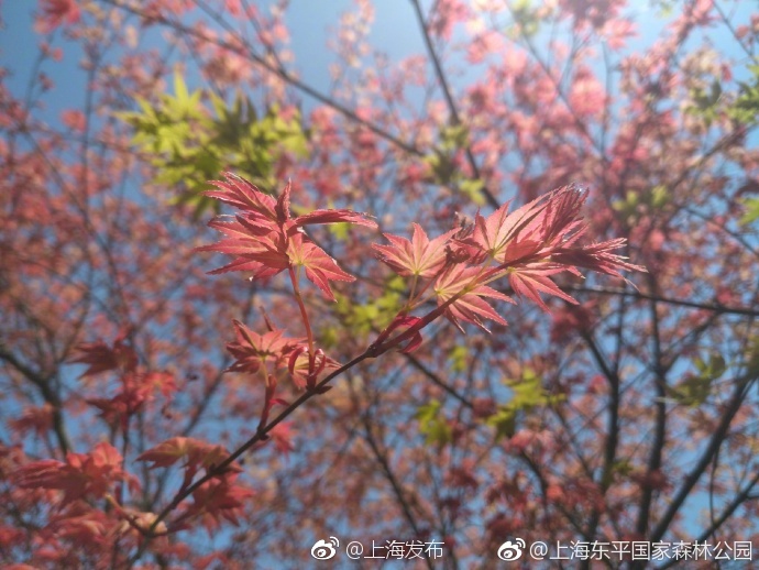 午夜黄色