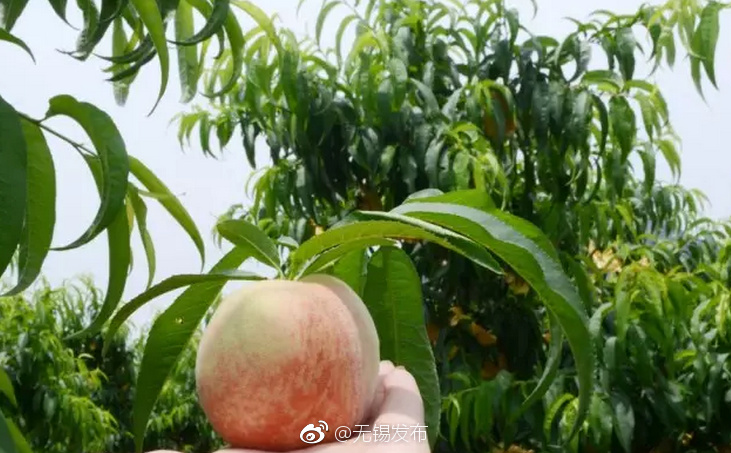 黑人巨吊