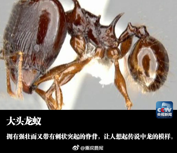 台湾偷拍三级人与动物