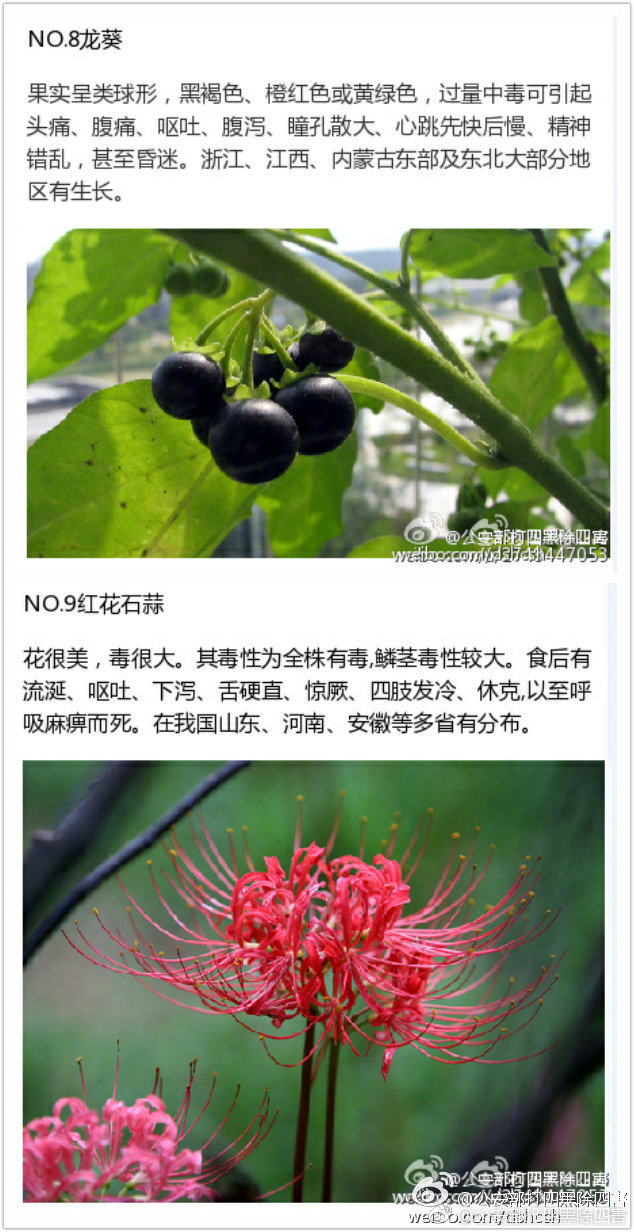 欧美精品99
