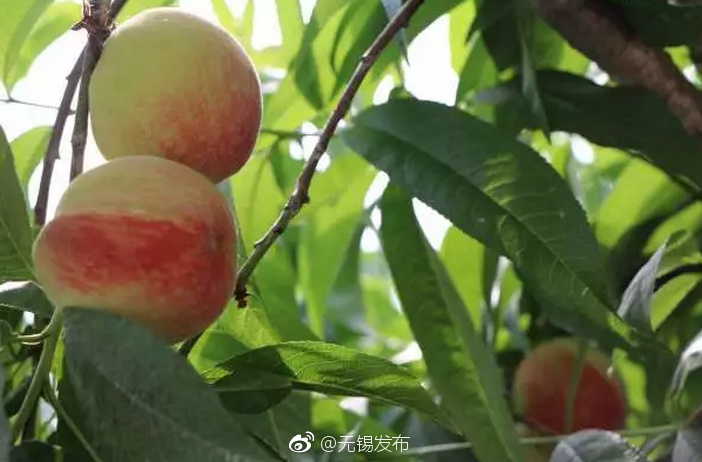 国外黄色视频片段