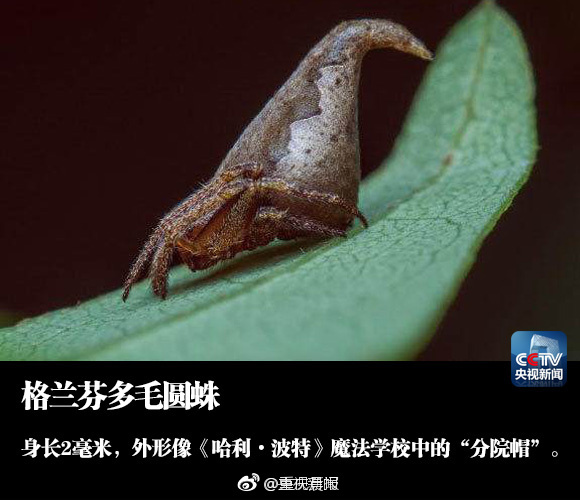 线 上 成人 影片