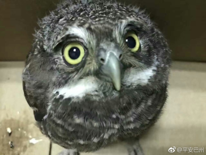 黄色软件3.0