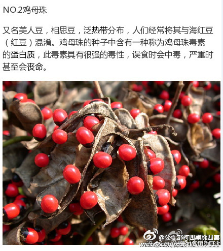 adc年龄确认大驾光临大象的亮点
