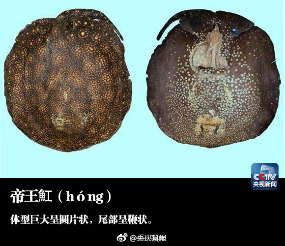 BBw搡BBBB搡BBBB针刑