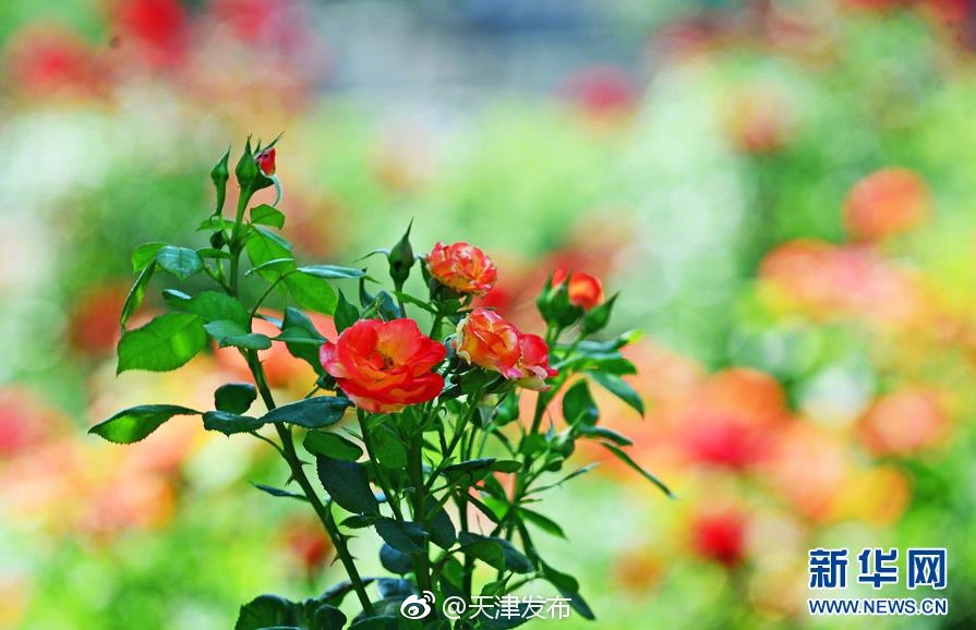 一級毛片性色Hd