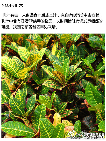 shadow暗黑血腥网站