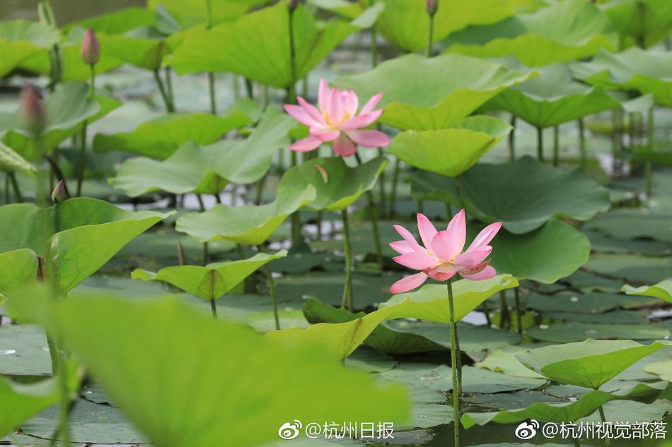 一级大毛片
