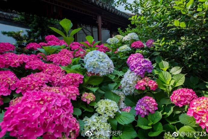 高h文