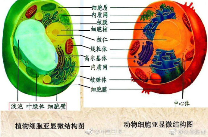 1024国产精品