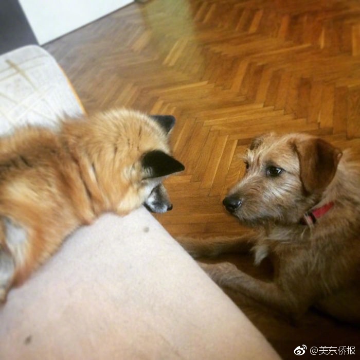 国产欧美激情