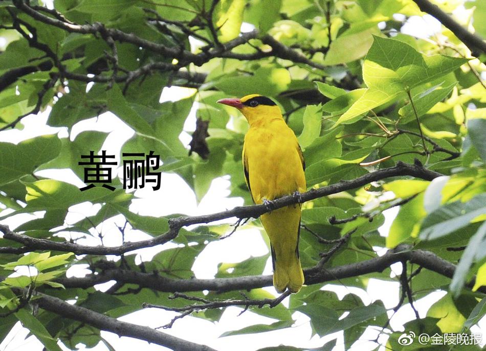 庄司優喜江
