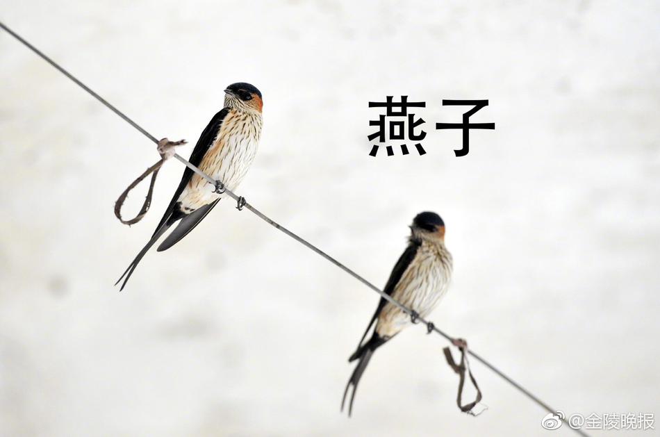 火影綱手