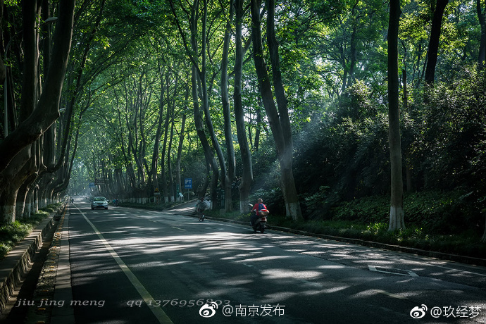 最美梧桐林荫道