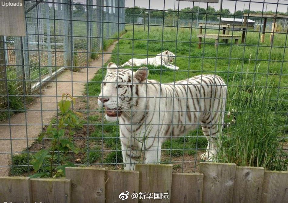 大西瓜porn
