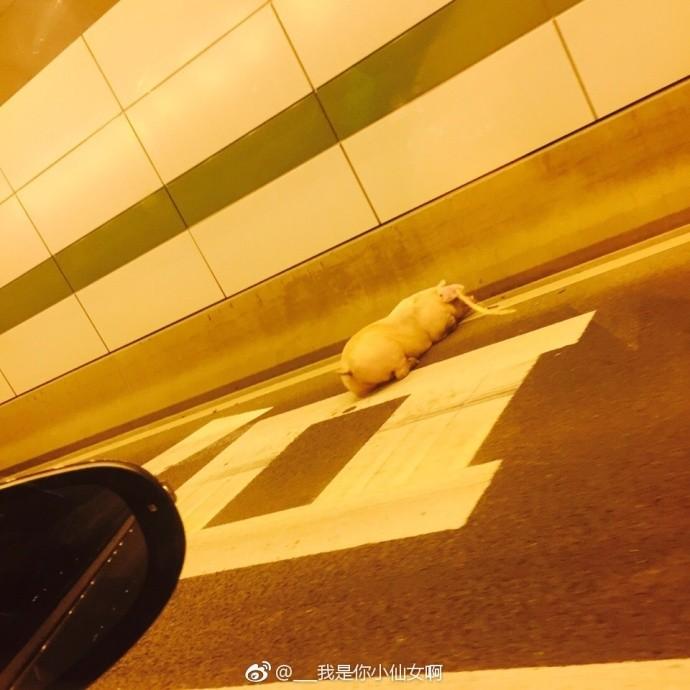 国产调教色情片
