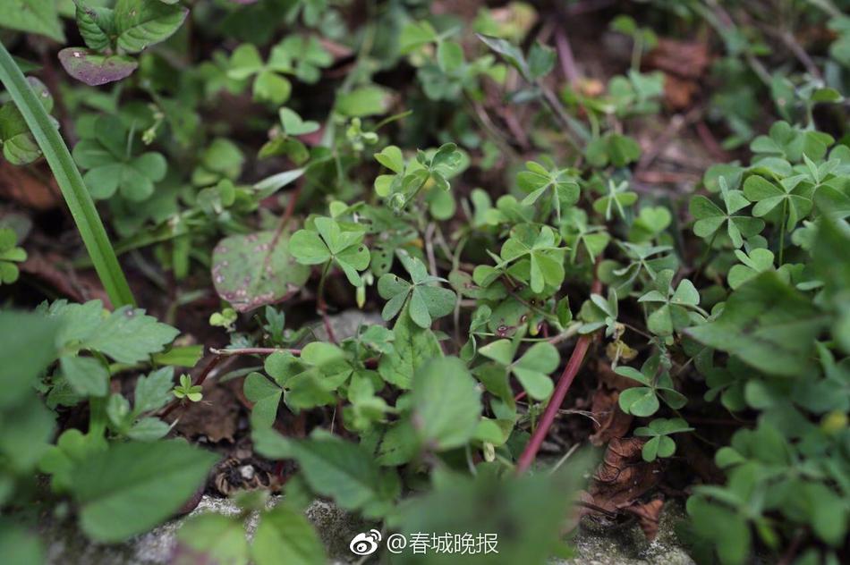 黄色三级片在线观看