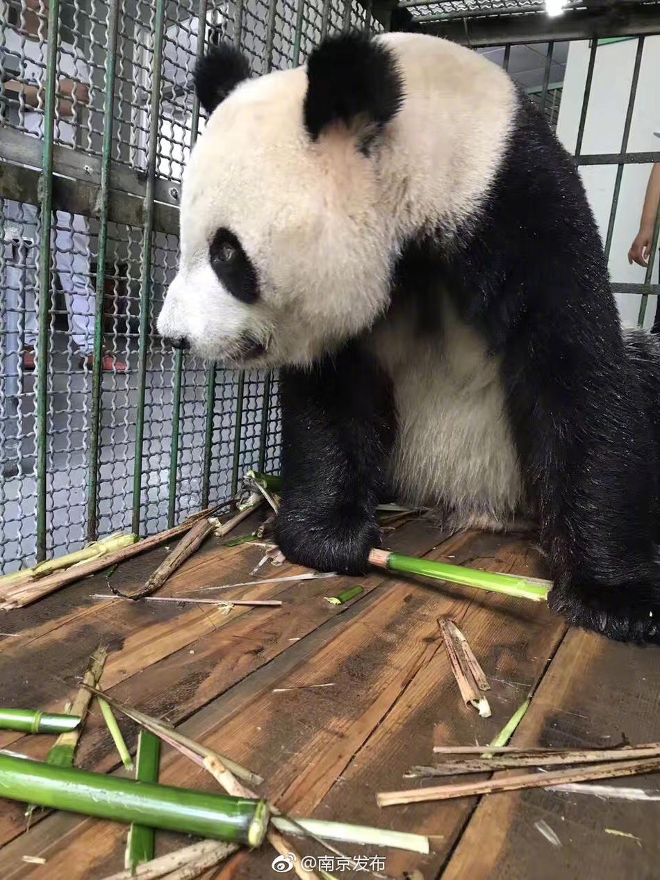 相武紗季