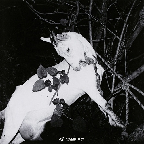 欧美群伦AAAAA片