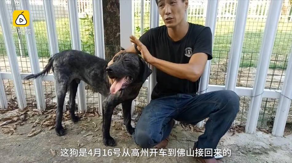 欧美人与禽zozo另类
