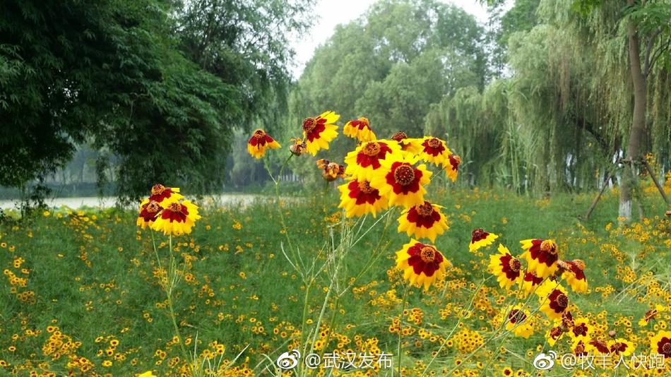 夫妻黄色片特级