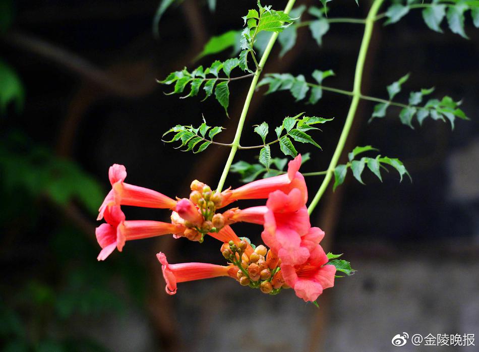 美女露%100的奶头无挡挡