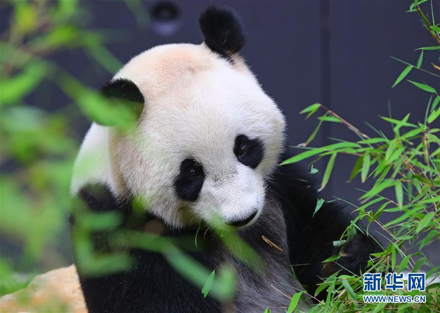 明星美女裸无遮挡，黄色网站