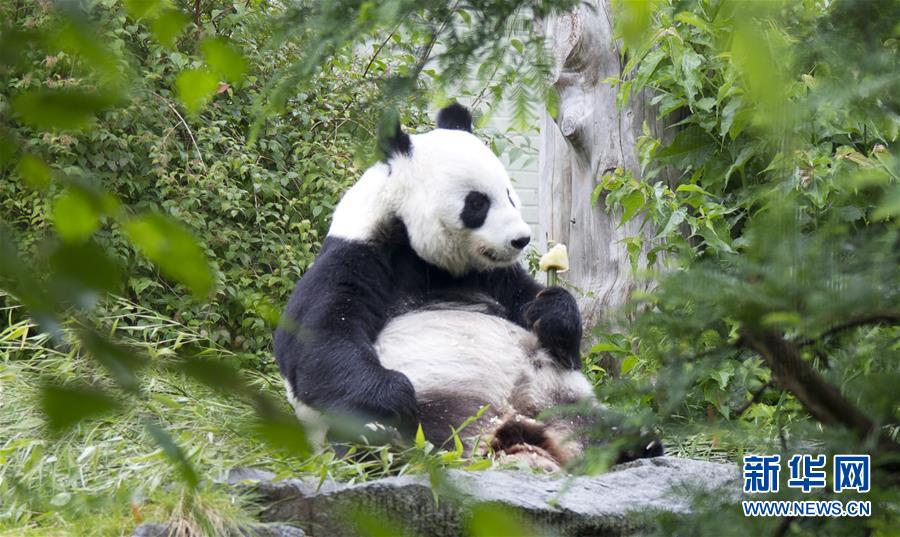 女明星的黄色视频
