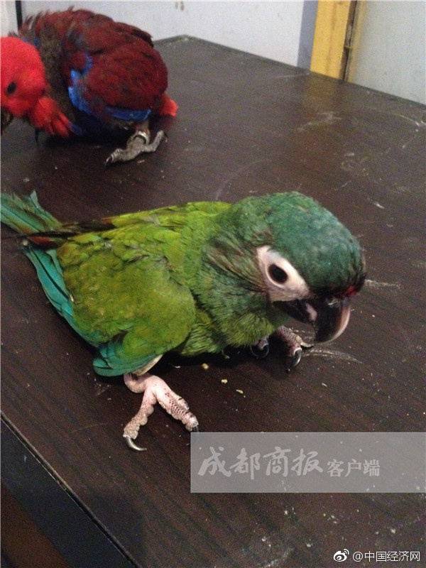 滿清禁宮奇案