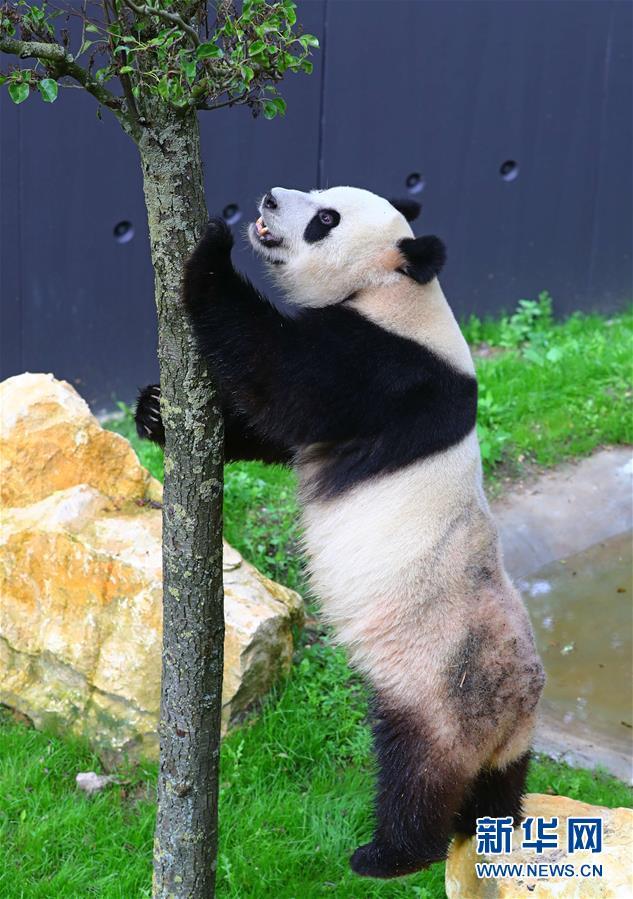 刘亦菲无码大战黑人