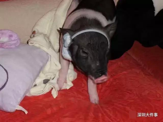 黄色网网站在线免费看