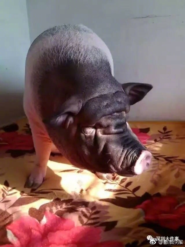 XXX农村诱奷小Y头
