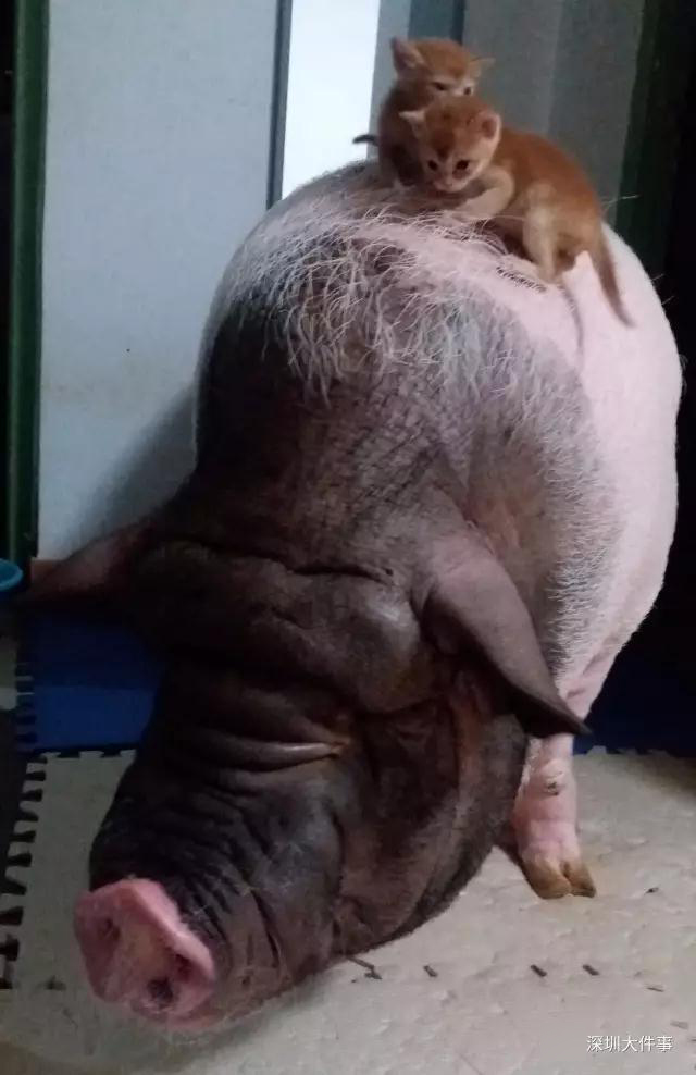 台湾裸体美女