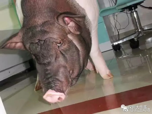 我爱熟女操逼Hd