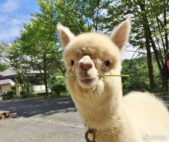 搜索西方的孕妇的黄色大片