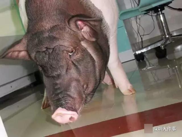 免费一级婬片A片啪啪声广告
