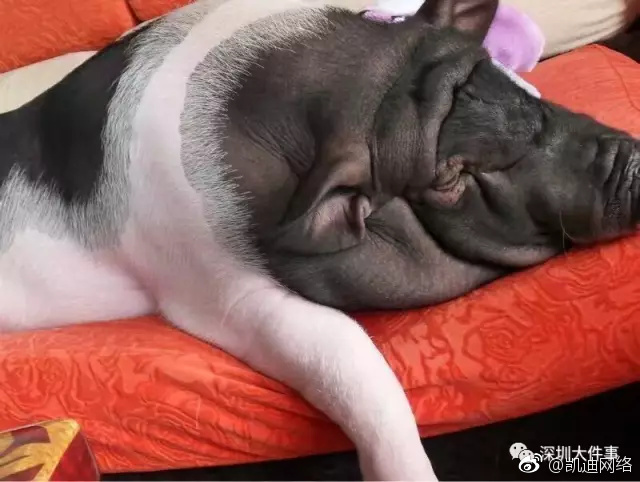 午夜一级毛片